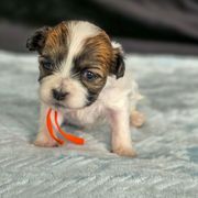 Maple - Orange Collar - Brown and white Shichon puppy in Greenville, Ohio from Oodles of Doodles