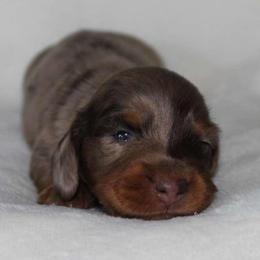 Robin (3425) - Dapple male Dachshund puppy in Sonora, Kentucky from Maple Hill Miniature Dachshunds