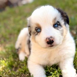 Prince Naveen - Blue merle male Australian Shepherd puppy in Vernal, Utah from Dancing M Australian Shepherds
