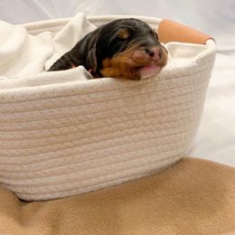 Bernedoodle Puppies from Waverly Farm Bernedoodles