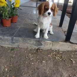 Boy 1 Liam - Blenheim Cavalier King Charles Spaniel puppy in Phoenix, Arizona from Royal Desert Cavaliers