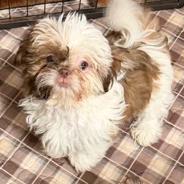 Buster - Sable and white male Shih Tzu puppy in Victorville, California from RUMBLE n TUMBLE