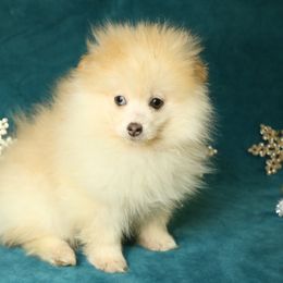 Bi - Eyes Fluffy Boy - Pomsky puppy from Arctic Kennels (Pomskies, Akitas & Shibas)