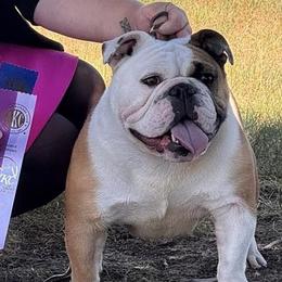 Bulldog and French Bulldog All Grown Up from Double B Bulldogs