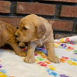 Goldendoodle and Poodle Puppies from Willow Grace Doodles