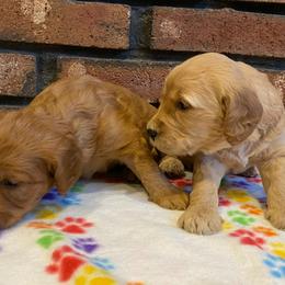 Goldendoodle and Poodle Puppies from Willow Grace Doodles