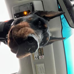 Doberman Pinscher Puppies from Defensive Dobermans