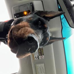 Doberman Pinscher Puppies from Defensive Dobermans