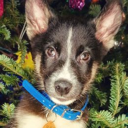 Fir - Black tan and white Siberian Husky puppy in Saint Louis, Missouri from The Cosmic Critters