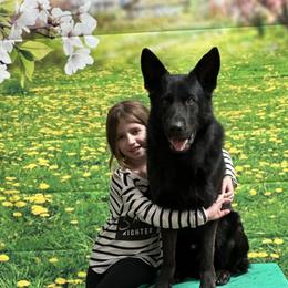 Captain - German Shepherd
