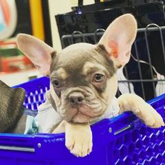 French Bulldog Puppies from Feliciano Frenchies