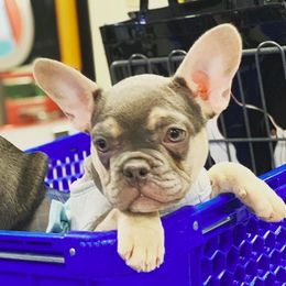 French Bulldog Puppies from Feliciano Frenchies