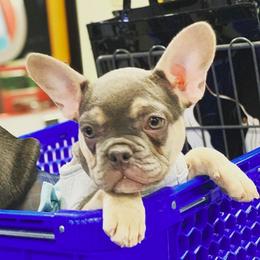 French Bulldog Puppies from Feliciano Frenchies