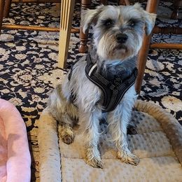 Miniature Schnauzers and Yorkshire Terriers from Utterly Precious Puppies