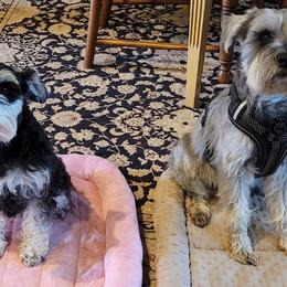Miniature Schnauzers and Yorkshire Terriers from Utterly Precious Puppies