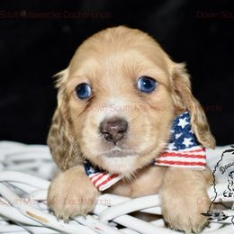Boy 1 - Cream male Dachshund puppy in Seminary, Mississippi from Down South Mavericks Dachshunds