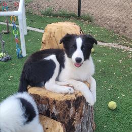 Flint - Black and white male Border Collie puppy in Morgan, Texas from Shooting Star Ranch