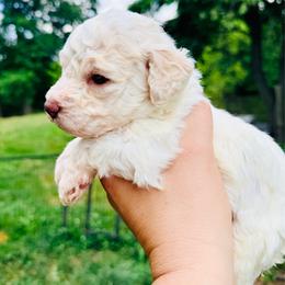 Girl 2 - Black collar - Orange female Lagotto Romagnolo puppy in Ashland, Ohio from SS Australian Shepherds
