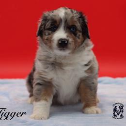 Tigger - Blue merle male Miniature Australian Shepherd puppy in Weeki Wachee, Florida from Arlington's Mini Aussies