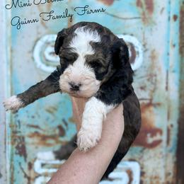 Screwball - Tri-color female Bernedoodle puppy in Grove, Oklahoma from Guinn Family Farms