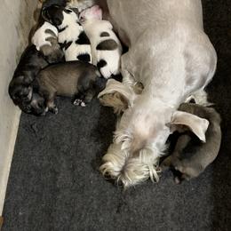 Miniature Schnauzer Puppies from Circle R Ranch