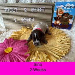 Sina - Liver roan female German Shorthaired Pointer puppy in Marshfield, Missouri from Pebblebrook German Shorthaired Pointers