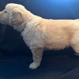Golden Retriever Puppies from Chevaline Goldens
