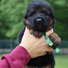 Killer Kroc - Black and red male German Shepherd puppy in Canton, Texas from WILDWOOD GERMAN SHEPHERDS