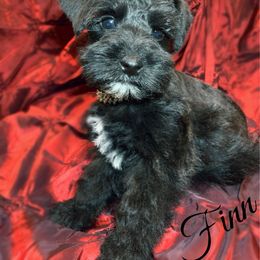 Schnoodle puppies from Mrs Bs Teeny Schnauzers & Doodles