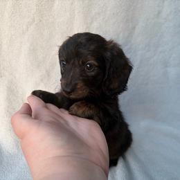 Roxy - Black and tan female Dachshund puppy in Dinwiddie, Virginia from White Oak Kennels