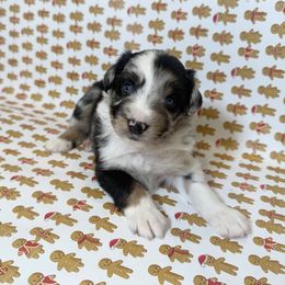 Zero - Blue merle male Miniature Australian Shepherd puppy in Hillsboro, Texas from H&J Aussies
