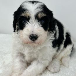 Rachel - Black and white female Bernedoodle puppy in Oologah, Oklahoma from Timber Hills Poodles and Doodles