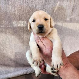 Brown collar female - Yellow female Labrador Retriever puppy in Hebron, Kentucky from Top Notches Labrador Retrievers