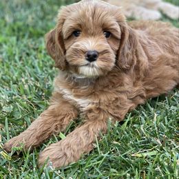 Annie - Apricot female Australian Labradoodle puppy in Redding, California from Hope Lane Kennels