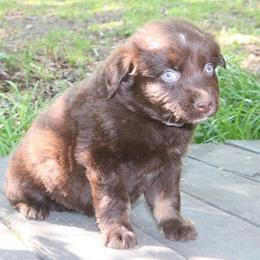 Sprout - Red tri-color male Australian Shepherd puppy in Macon, Georgia from Shaina’s Shepherds