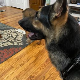 German Shepherd Puppies from Sandy’s Shepherds