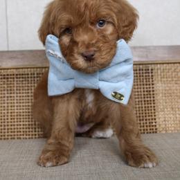 Fig - Red  male Goldendoodle puppy in Warsaw, Ohio from Lovabledoodles
