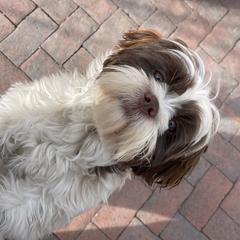 Charlie - Shih Tzu