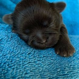 Shih Tzu Puppies from Itsy Bitsy Puppies