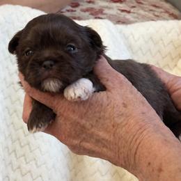 Chip - Chocolate male Shih Tzu puppy in Tallahassee, Florida from Bows and Bow Ties