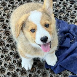 Charlie - Sable male Pembroke Welsh Corgi puppy in Millsap, Texas from Punchy Pembroke Ranch
