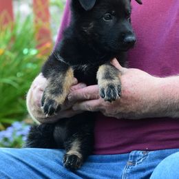 Girl 1 - Bi-color German Shepherd puppy in Bloomington, Indiana from Zu Treuen Händen, Working German Shepherd Dogs