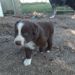 Australian Shepherd and Pembroke Welsh Corgi Puppies from Rocky Blue Australia shepherds