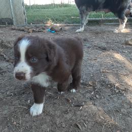 Australian Shepherd and Pembroke Welsh Corgi Puppies from Rocky Blue Australia shepherds