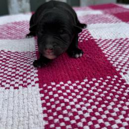 KitKat - Black tri-color female Australian Shepherd puppy in Laotto, Indiana from Circle B working Aussies