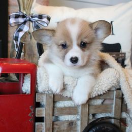 Mabelline - Sable female Pembroke Welsh Corgi puppy in Purcellville, Virginia from Rhone River Farm Pembroke Welsh Corgis