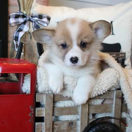 Mabelline - Sable female Pembroke Welsh Corgi puppy in Purcellville, Virginia from Rhone River Farm Pembroke Welsh Corgis