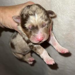 Casanova - Red merle male Australian Shepherd puppy in Piedmont, Oklahoma from HeartDriven Aussies