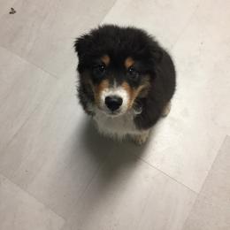 Australian Shepherd Puppies from Haint Blue Aussies