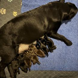 Black - Black male Labrador Retriever puppy in Williston, Florida from Royal K Labradors